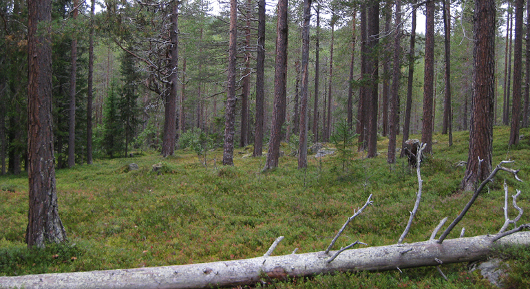 Björnhåbergets naturreservat Ljungdalsfjällen Härjedalen