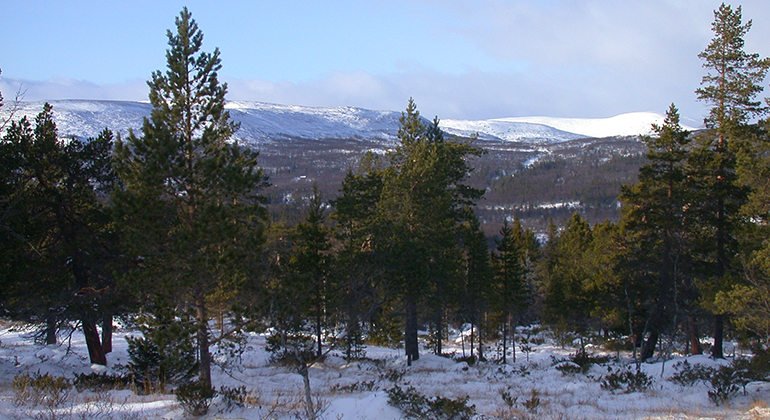 Skärvagsdalens naturreservat Ljungdalsfjällen Härjedalen