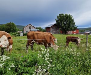 Guideföretag Ljungdalsfjällen
